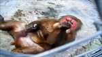 Spanky da Monkey - Lmao So Funny.. Must Share - Monkey Havin